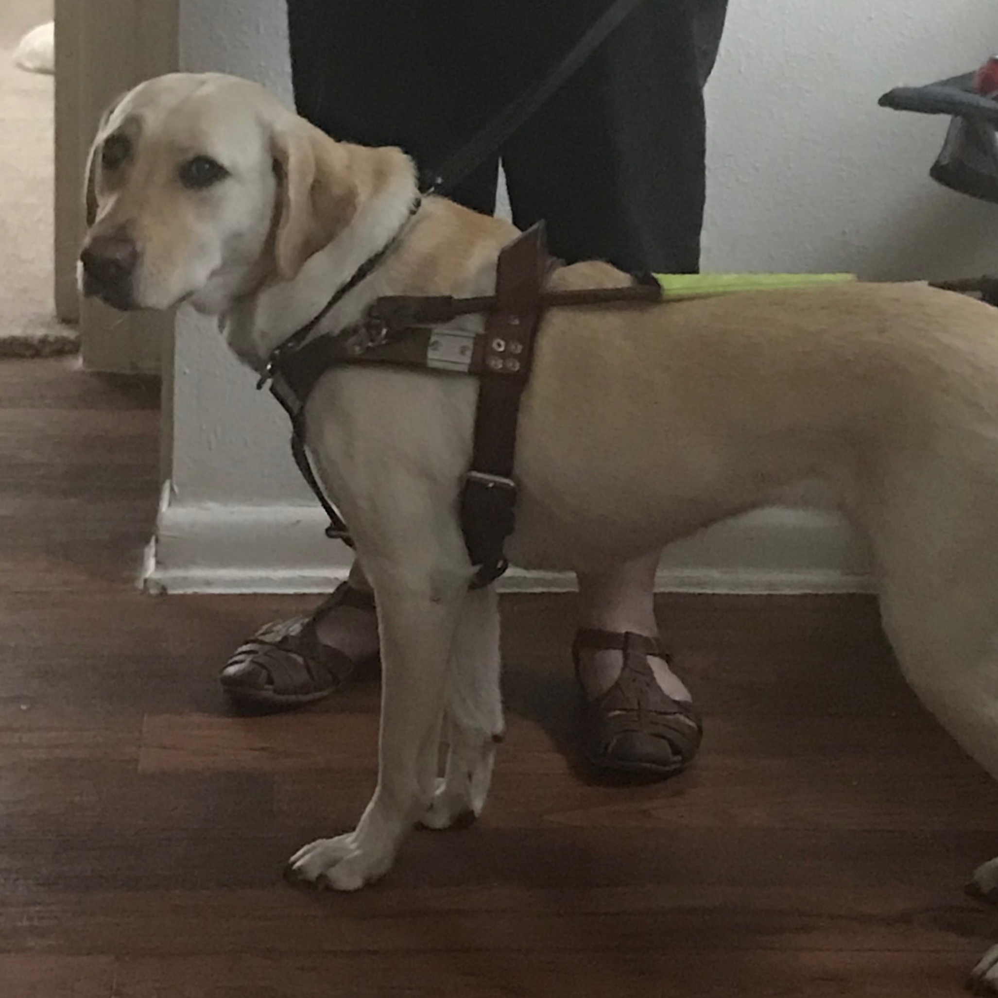 A Guide dog in Harness